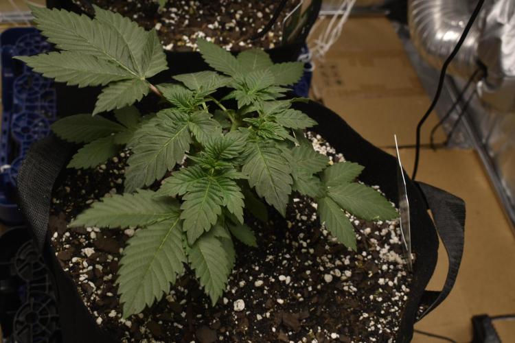 GMO COOKIE. Week 3 - 2/26 purple.Urk