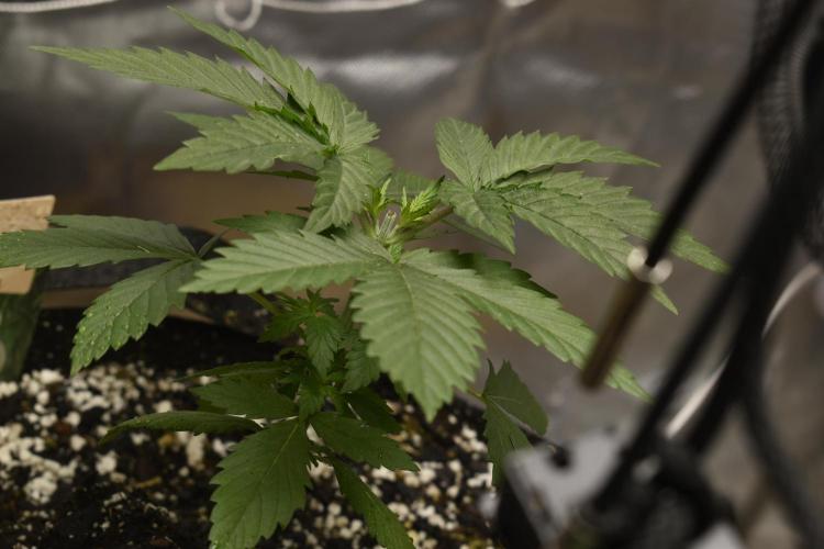 GMO COOKIE. Week 2 - 2/21 gmoCookie