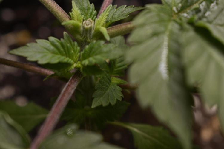 GMO COOKIE. Week 2 - 2/21 purpUrk