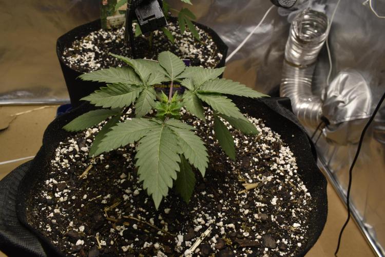 GMO COOKIE. Week 2 - 2/21 purpUrk
