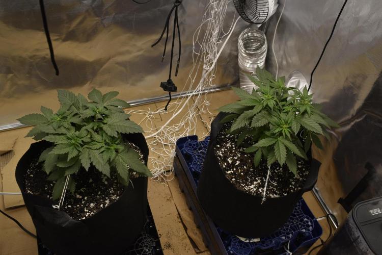 GMO COOKIE. Week 3 - 3/2 1.25gal water lsT 