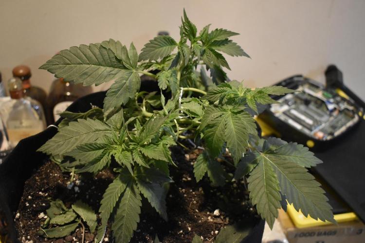GMO COOKIE. Week 4 - Long Live UrklePurple 3/5 