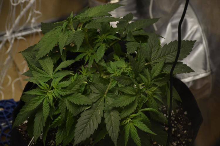 GMO COOKIE. Week 4 - gmo lst 3/4