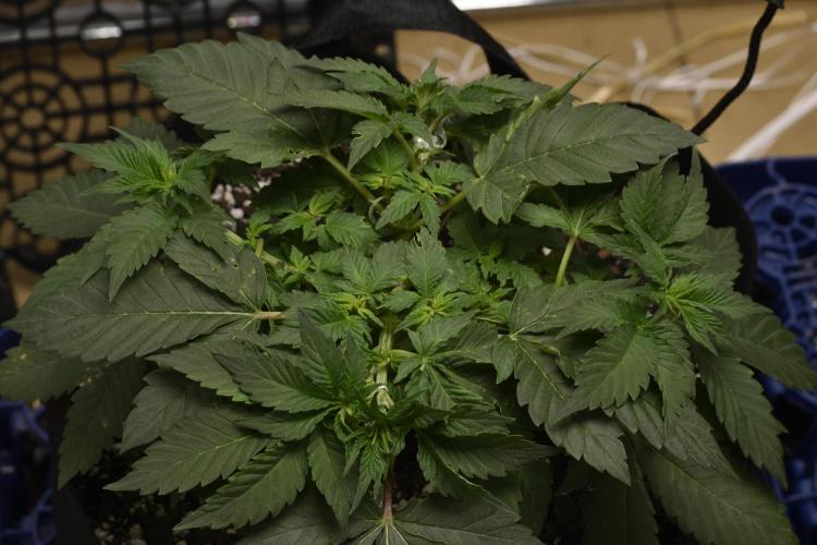 GMO COOKIE. Week 4 - purple urkle lst 3/4