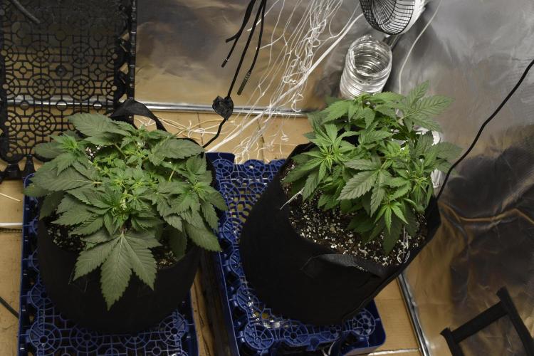 GMO COOKIE. Week 4 - side by side 3/4