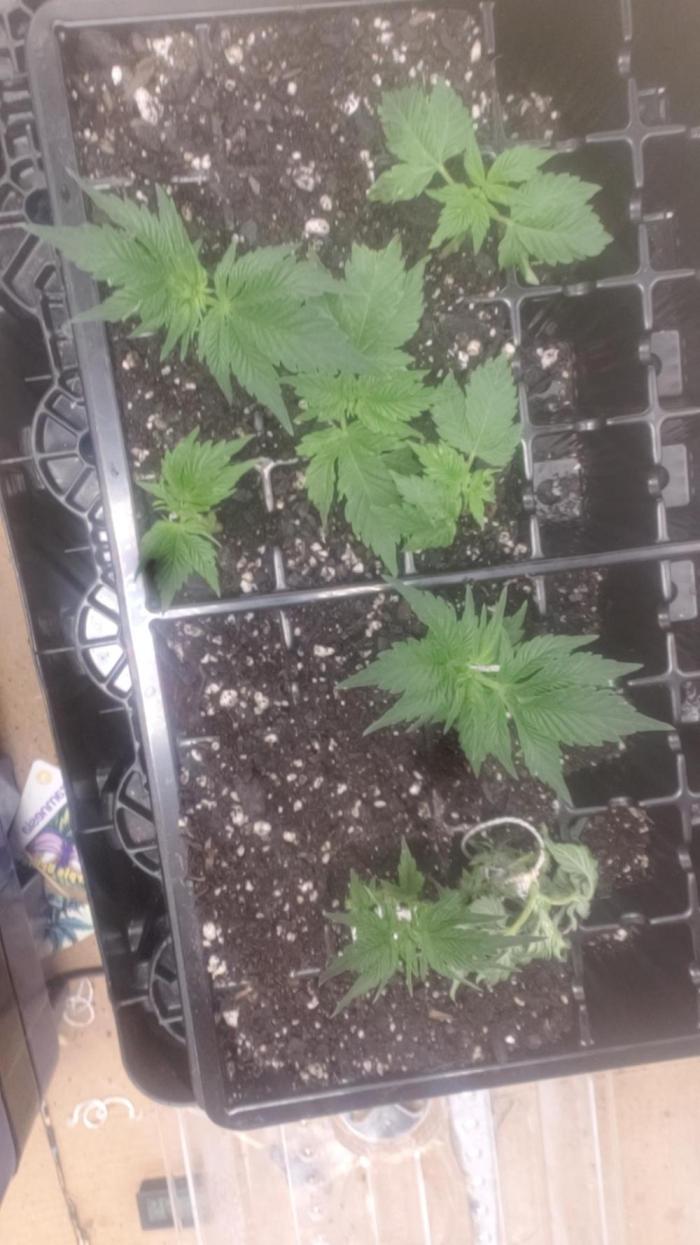 Purple Urkle ReBorn. Week 0