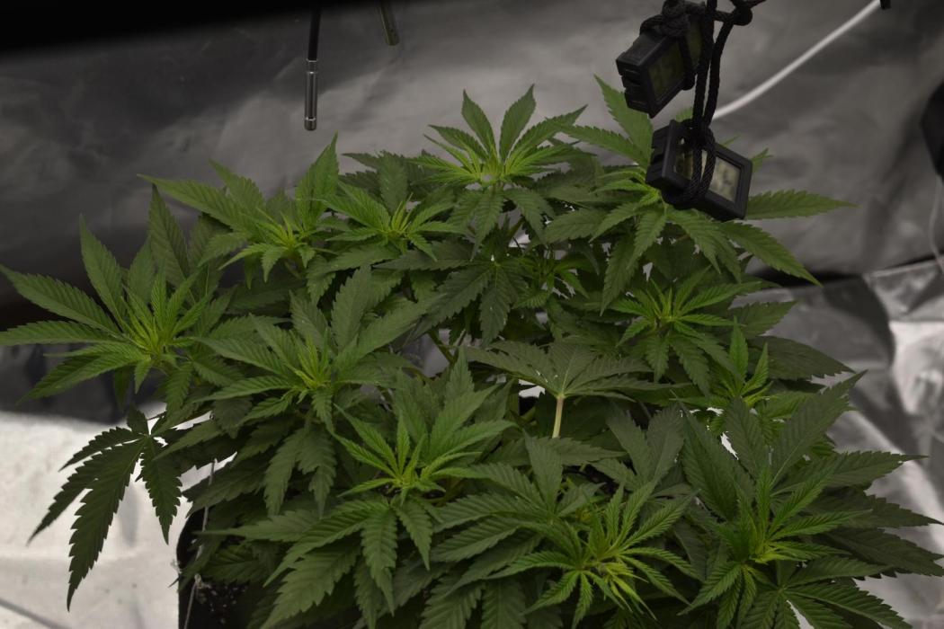 GMO COOKIE. Week 5 - gmo cookie day 32veg 3/14