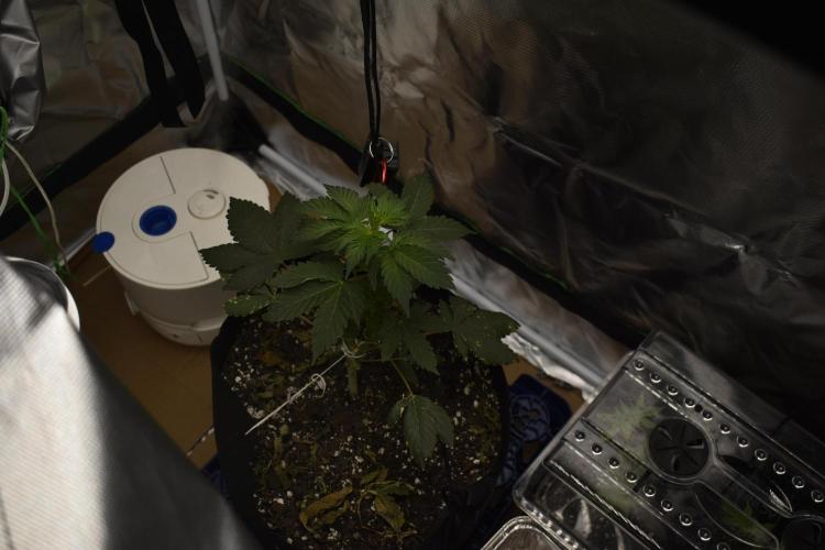 Purple Urkle ReBorn. Week 1 - purpleurkle (still standing) 2wk recovery plant mother  