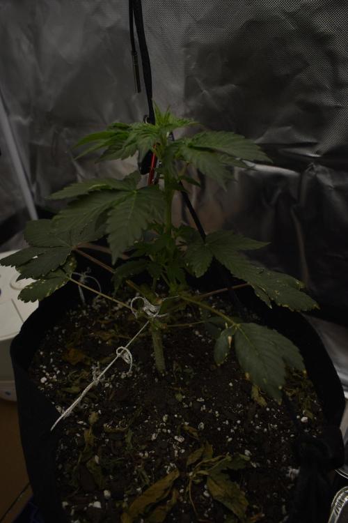 Purple Urkle ReBorn. Week 1 - 2wk recovery