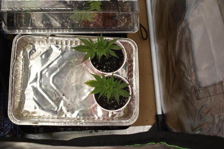 Purple Urkle ReBorn. Week 1 - 2 of 7 rooted purpleUrkle cuttings(salvaged )