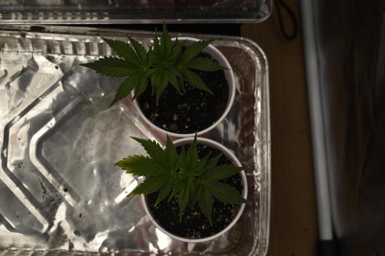 Purple Urkle ReBorn. Week 1 - 2of7 purpleurkle cuttings