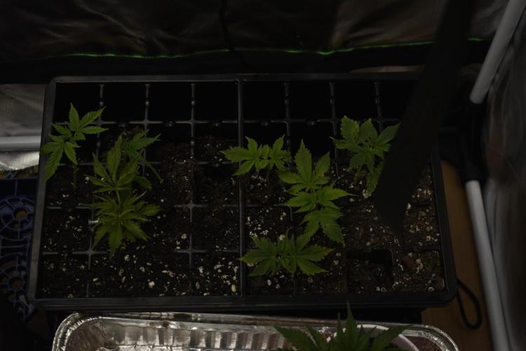 Purple Urkle ReBorn. Week 1 - 5purple urkle 2wk old
2 gmo cookie 1.5 wk old
