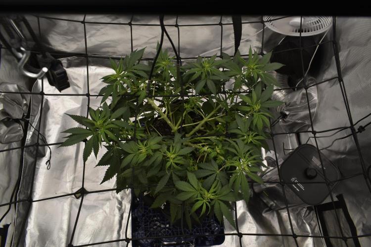 GMO COOKIE. Week 6 - 3/20