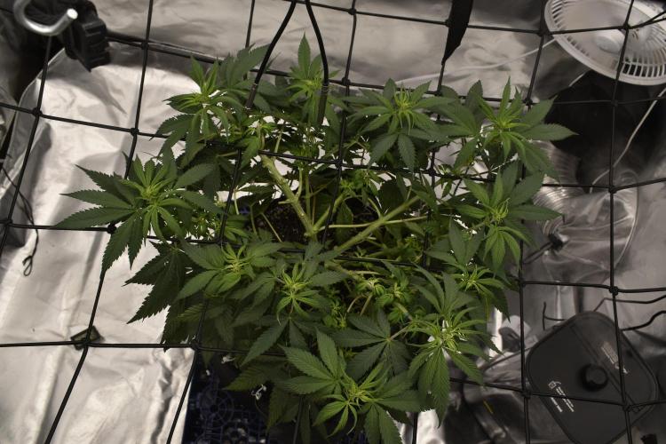 GMO COOKIE. Week 6 - 3/20