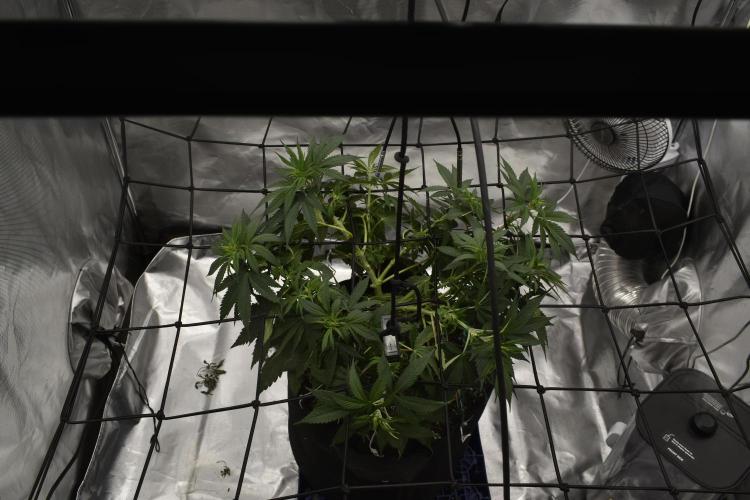 GMO COOKIE. Week 6 - 3/20