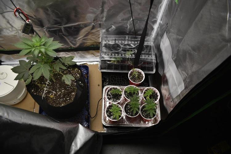 Purple Urkle ReBorn. Week 1