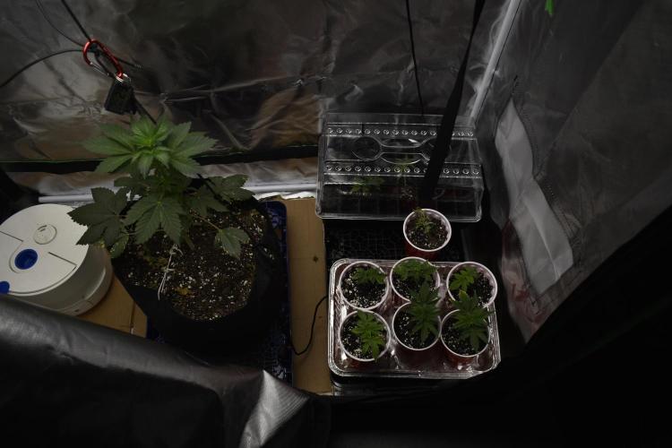 Purple Urkle ReBorn. Week 1
