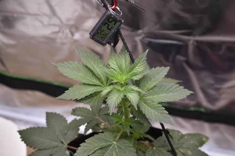 Purple Urkle ReBorn. Week 1 - 3/20
