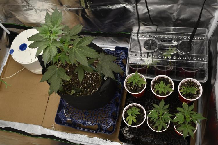 Purple Urkle ReBorn. Week 1 - 3/20
