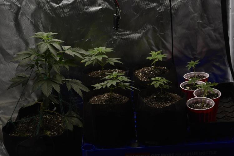 Purple Urkle ReBorn. Week 2 - 3/24 1gal up pot