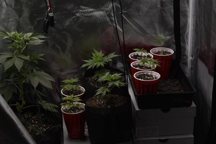 Purple Urkle ReBorn. Week 2 - 3/24 1 gal uppot
