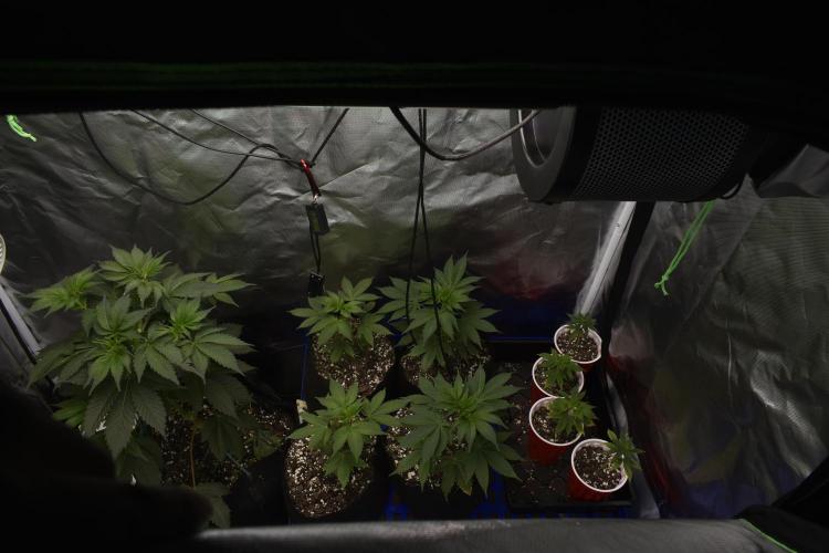 Purple Urkle ReBorn. Week 2 - 4/1