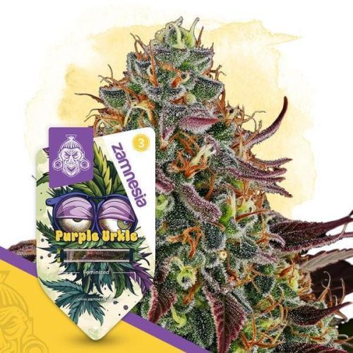 Purple Urkle. Week 3
