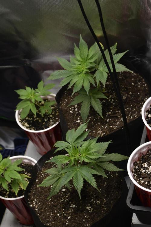 Purple Urkle ReBorn. Week 2