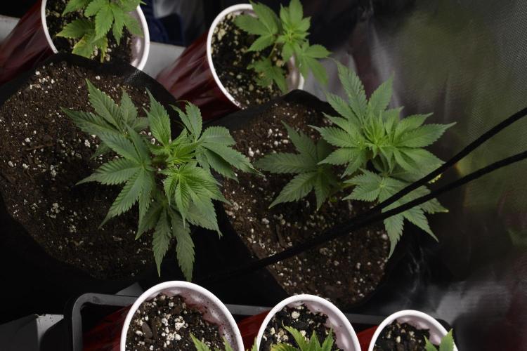 Purple Urkle ReBorn. Week 2