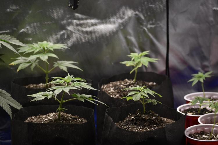 Purple Urkle. Week 2