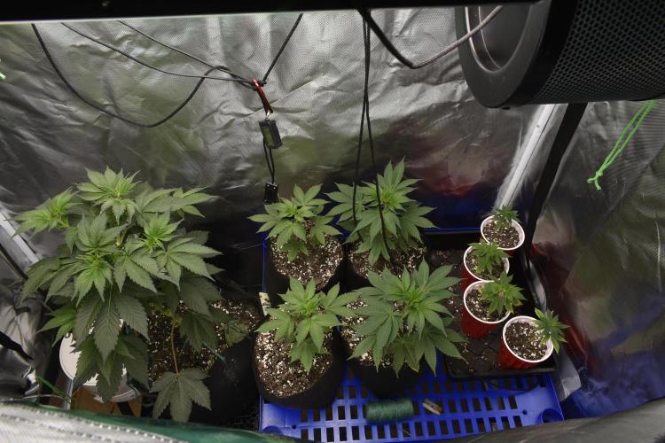 Purple Urkle. Week 3