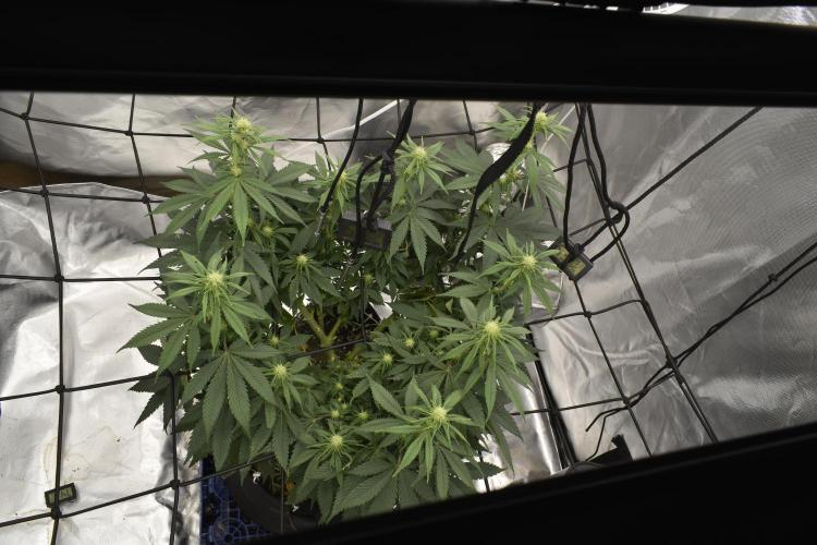 GMO COOKIE. Week 8 - 3/29