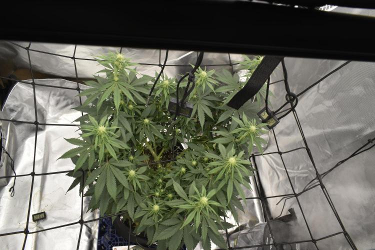 GMO COOKIE. Week 8 - 3/29