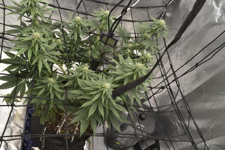 GMO COOKIE. Week 9
