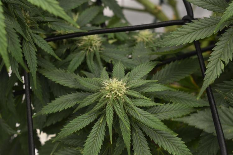 GMO COOKIE. Week 9