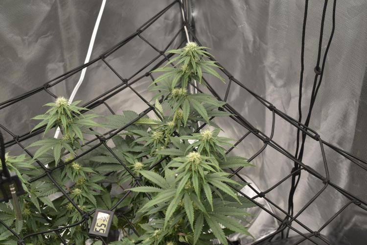 GMO COOKIE. Week 9