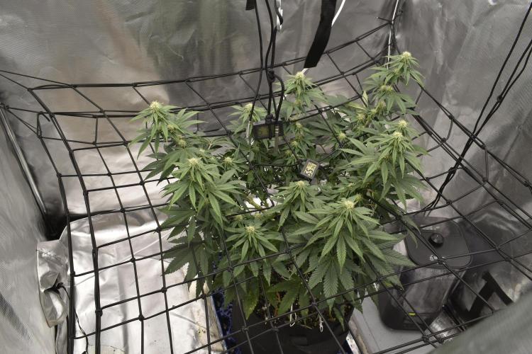 GMO COOKIE. Week 9