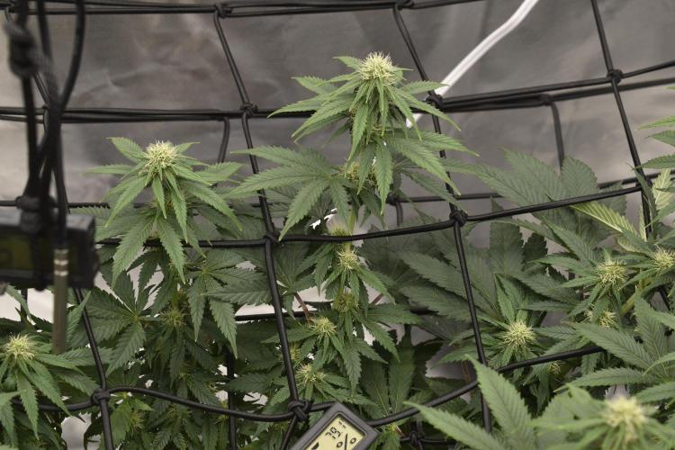 4x4 Tent. Week 9