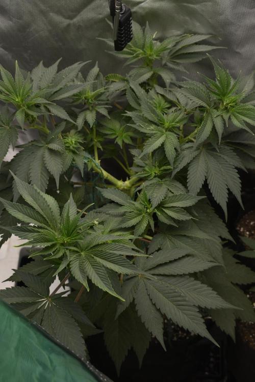 Purple Urkle ReBorn. Week 4