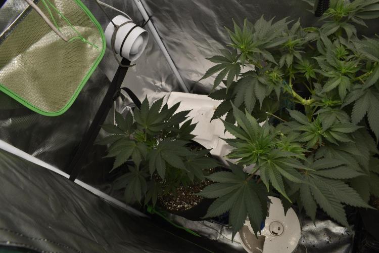 Purple Urkle ReBorn. Week 4