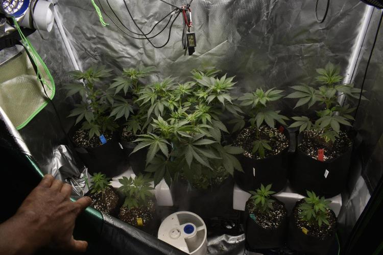 Purple Urkle ReBorn. Week 4