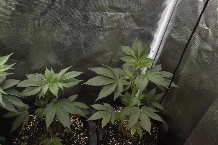 Purple Urkle. Week 4