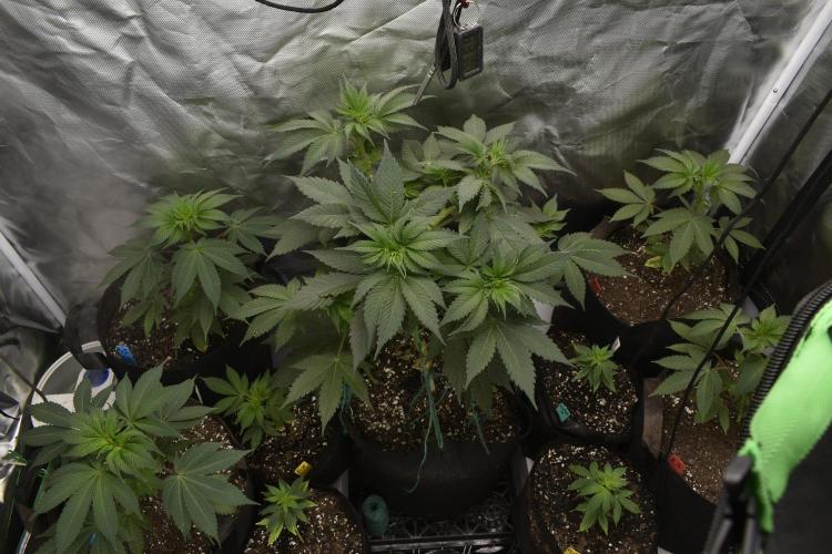 Purple Urkle. Week 3