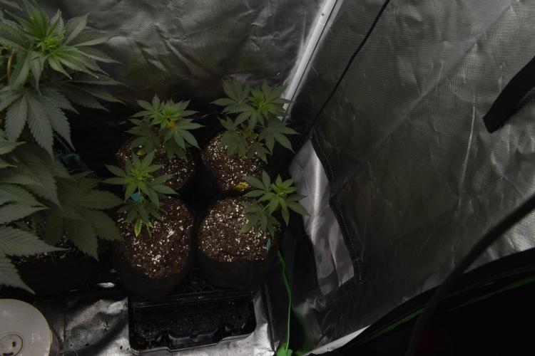 2x GMO COOKIE CLONES 2xPurple Urkle. Week 2