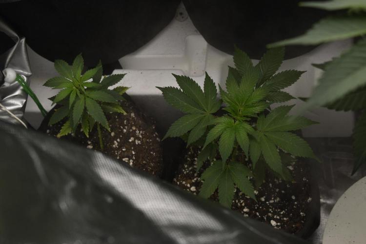 2x GMO COOKIE CLONES 2xPurple Urkle. Week 2