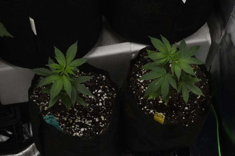 2x GMO COOKIE CLONES 2xPurple Urkle. Week 1