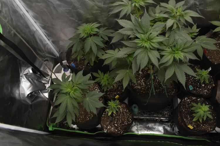2x GMO COOKIE CLONES 2xPurple Urkle. Week 1