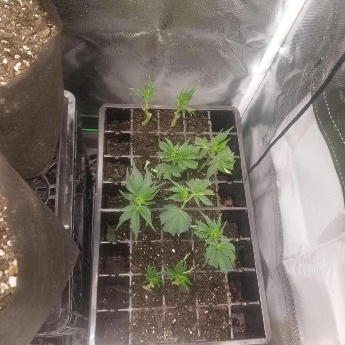 GhostPurp. Week 0 - 4/13 9cuttings dome 