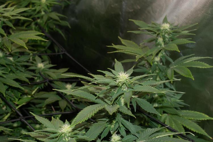 GMO Cookies. Week 3