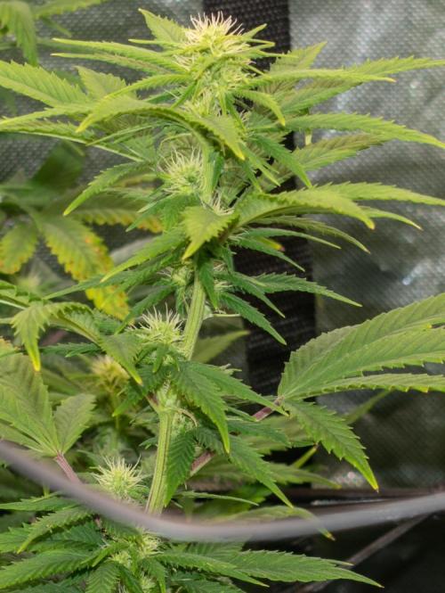 GMO Cookies. Week 13